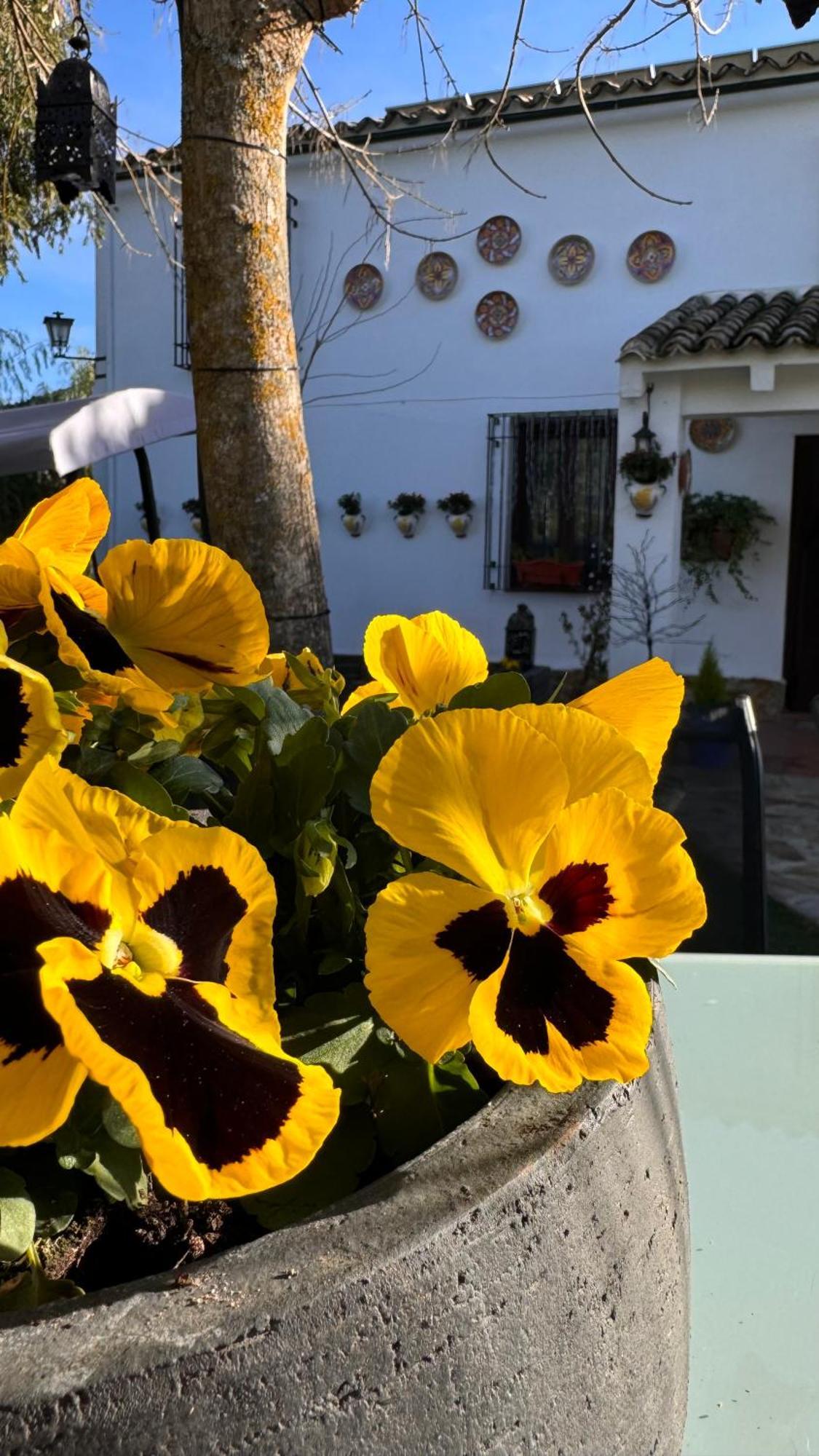 Cortijo Rodeo. Alojamiento Rural Carcabuey Kültér fotó
